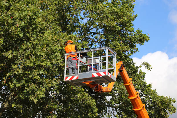 Best Emergency Tree Service  in USA